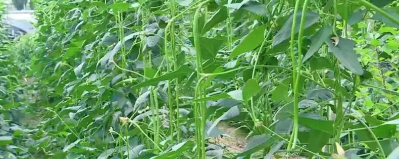 豆角开花到采摘所需时间，一般需要10天左右