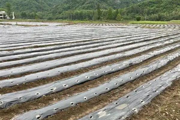 山药种植的关键点，基肥一定要充足