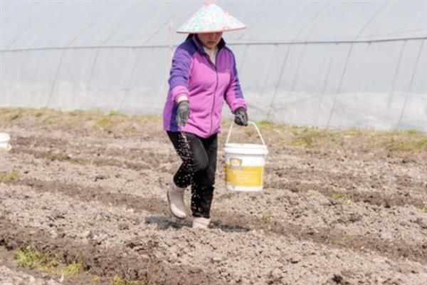 山药种植的关键点，基肥一定要充足