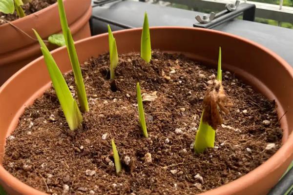 剑兰该如何繁殖，可播种或分球繁殖