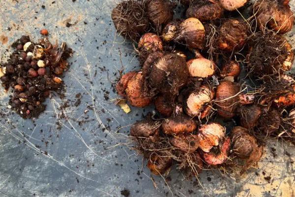 剑兰该如何繁殖，可播种或分球繁殖