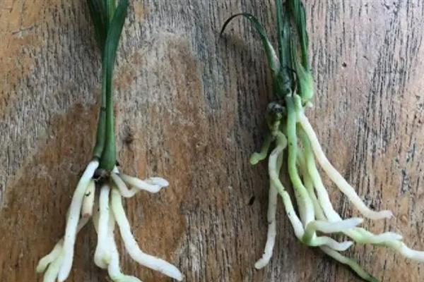 剑兰该如何繁殖，可播种或分球繁殖