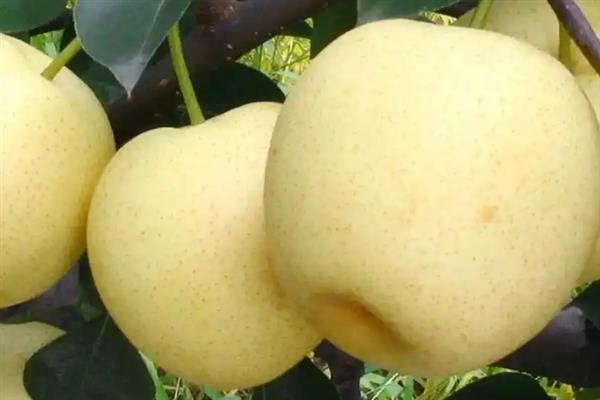 黄金梨的栽培方法，选择水源条件较好的沙壤土地种植