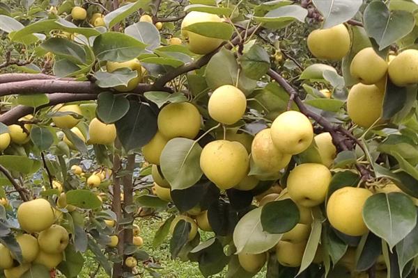 黄金梨的栽培方法，选择水源条件较好的沙壤土地种植