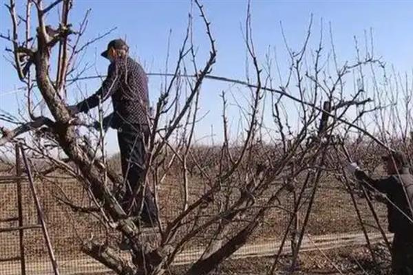 黄金梨的栽培方法，选择水源条件较好的沙壤土地种植