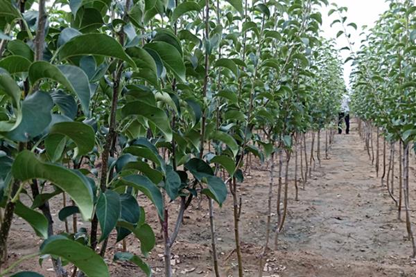 黄金梨的栽培方法，选择水源条件较好的沙壤土地种植