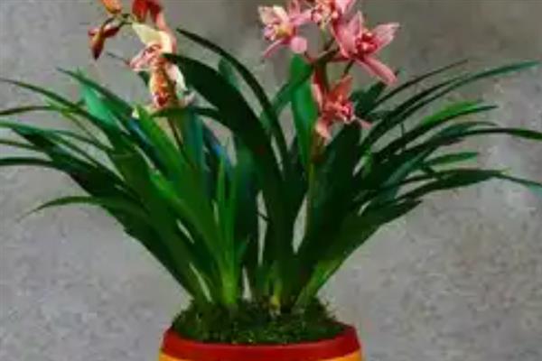 剑兰该如何繁殖，可播种或分球繁殖