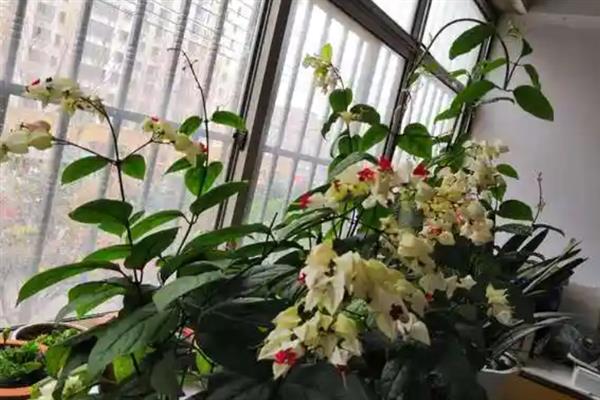 龙吐珠怎么养才能开花多，要按时摘心