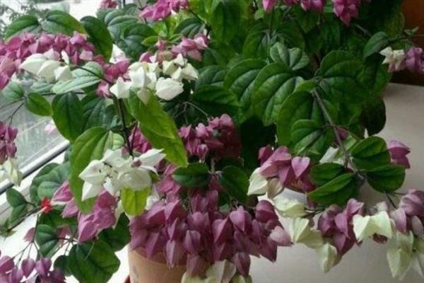 龙吐珠怎么养才能开花多，要按时摘心