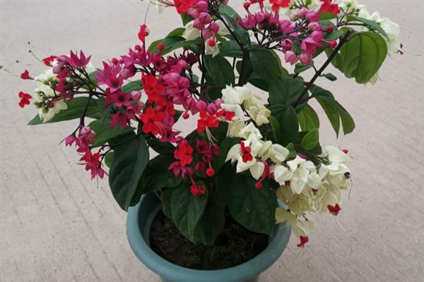龙吐珠怎么养才能开花多，要按时摘心