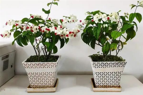 龙吐珠怎么养才能开花多，要按时摘心