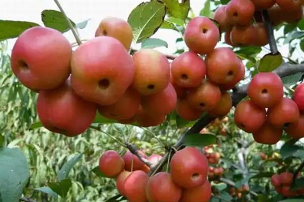 冬红海棠能不能吃，既能食用又可以观赏
