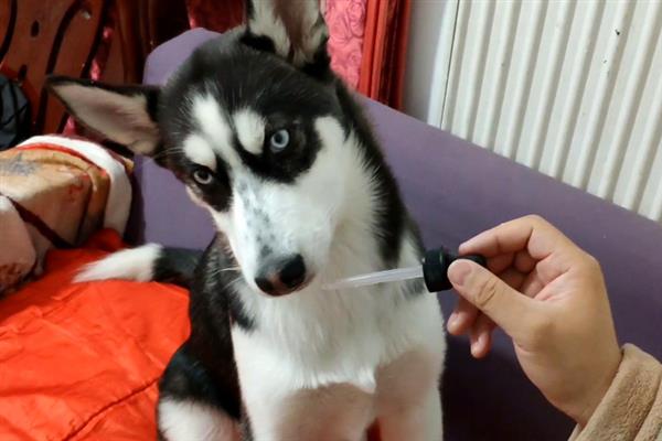 狗狗拉稀的原因，可能是喂养不正确或没有做好保暖工作所致