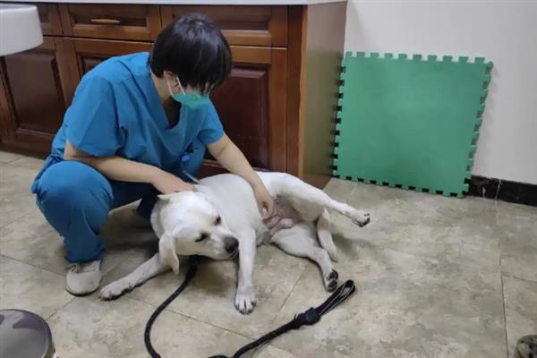 狗狗拉稀的原因，可能是喂养不正确或没有做好保暖工作所致