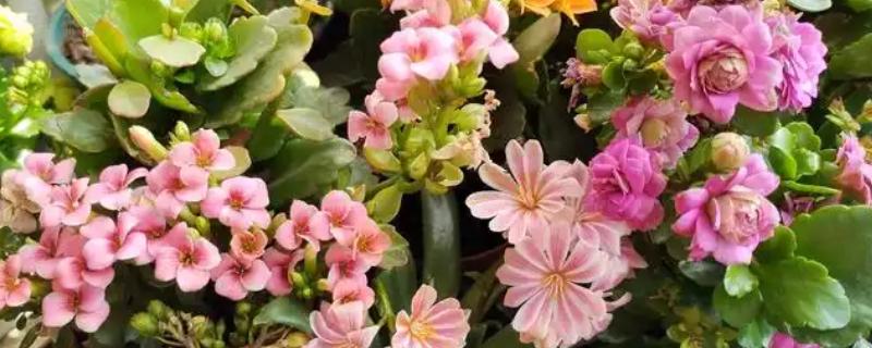 露薇花的繁殖方法，可播种、分株或扦插等