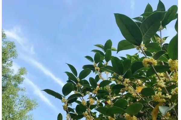 桂花树叶子发黄掉落如何防治，将其养在阳光充足的环境中