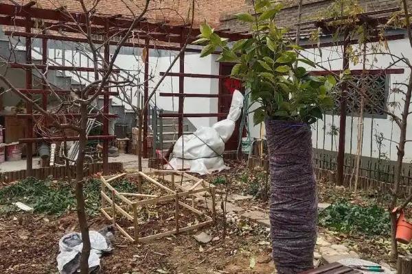 桂花树叶子发黄掉落如何防治，将其养在阳光充足的环境中