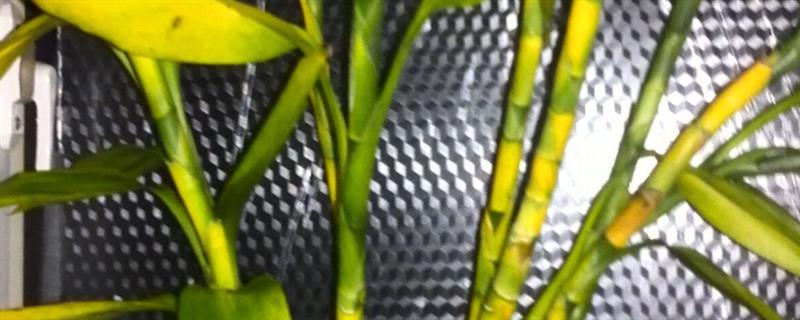 富贵竹叶子发黄的原因,可能是温度过低或光照过强所致