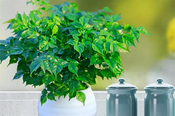 幸福香花如何养殖，在生长期间对水肥的要求较大
