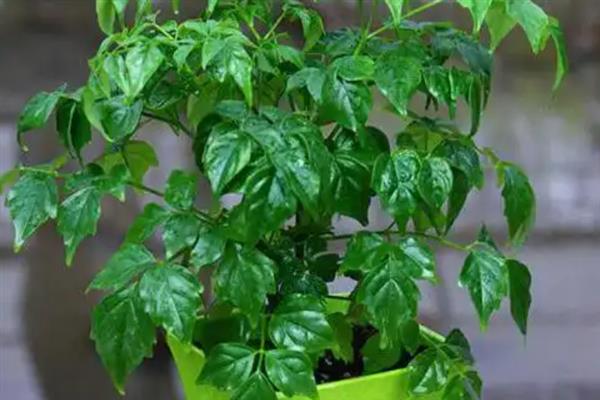 幸福香花如何养殖，在生长期间对水肥的要求较大
