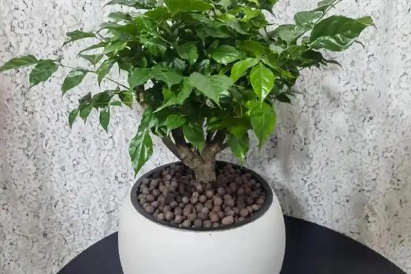 幸福香花如何养殖，在生长期间对水肥的要求较大