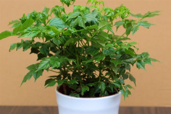 幸福香花如何养殖，在生长期间对水肥的要求较大
