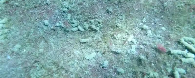 鱼粪便可以自然分解吗，可以被异养菌分解