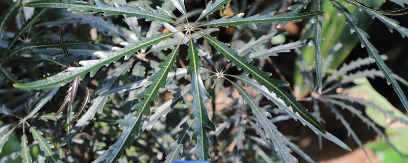 孔雀木是否适合在家养殖，养在家里可以净化空气、装饰室内环境