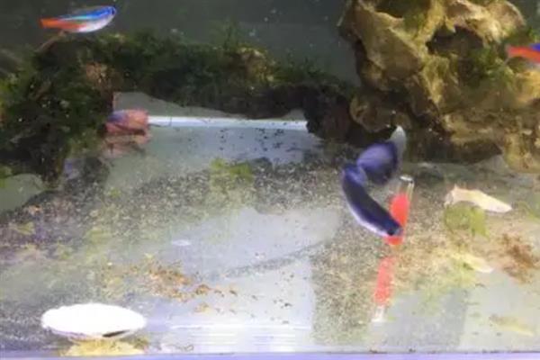 鱼粪便可以自然分解吗,可以被异养菌分解