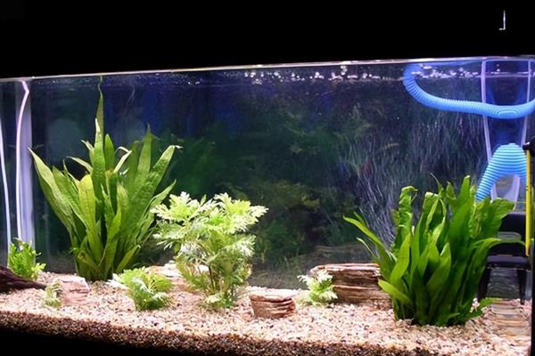 鱼粪便可以自然分解吗,可以被异养菌分解