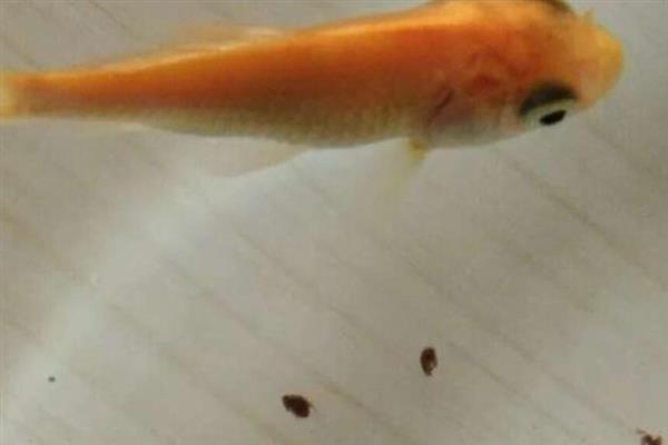 鱼粪便可以自然分解吗,可以被异养菌分解