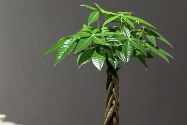 富贵竹叶子发黄的原因,可能是温度过低或光照过强所致