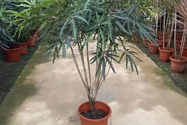 孔雀木是否适合在家养殖，养在家里可以净化空气、装饰室内环境