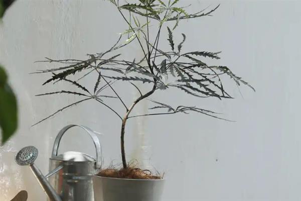 孔雀木是否适合在家养殖，养在家里可以净化空气、装饰室内环境