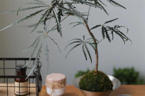 孔雀木是否适合在家养殖，养在家里可以净化空气、装饰室内环境