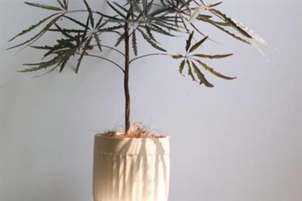 孔雀木是否适合在家养殖，养在家里可以净化空气、装饰室内环境