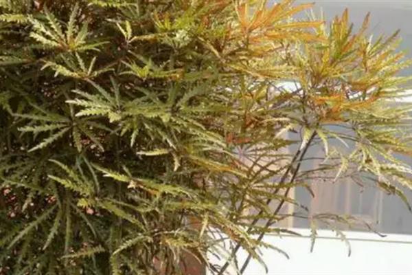 孔雀木是否适合在家养殖，养在家里可以净化空气、装饰室内环境