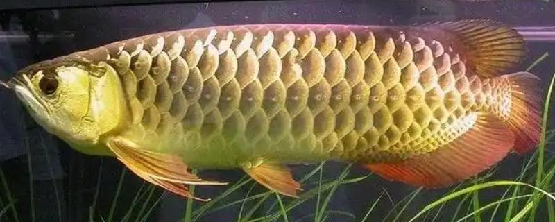 金龙鱼的适宜水温，保持在24-29℃最合适