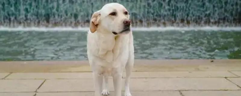 拉布拉多犬和金毛哪个好养，取决于主人自己的性格和要求