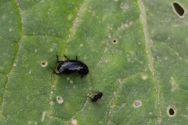怎么防治跳甲虫，中苗期可喷施毒死蜱＋辛硫磷
