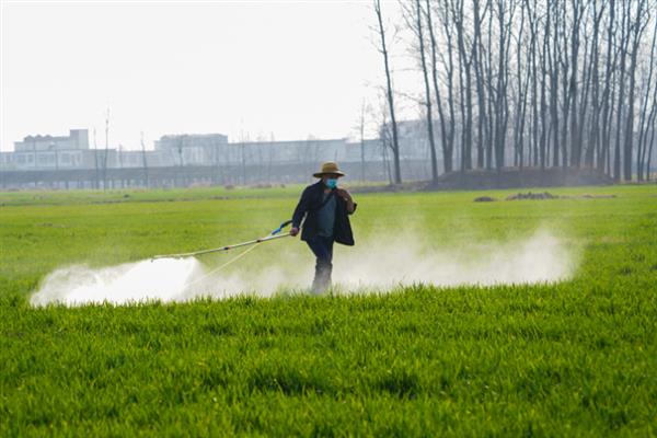 怎么防治跳甲虫，中苗期可喷施毒死蜱＋辛硫磷