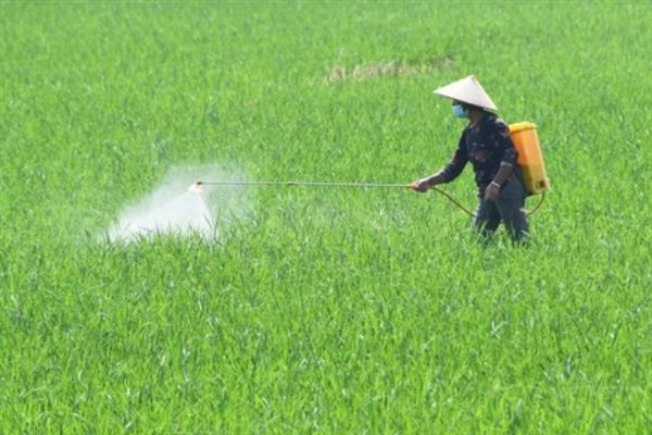 怎么防治跳甲虫，中苗期可喷施毒死蜱＋辛硫磷