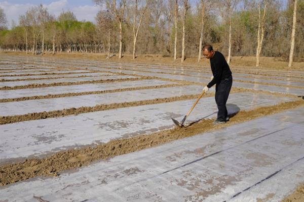 怎么防治跳甲虫，中苗期可喷施毒死蜱＋辛硫磷