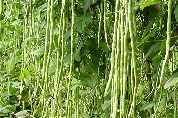 豆角开花到采摘所需时间，一般需要10天左右