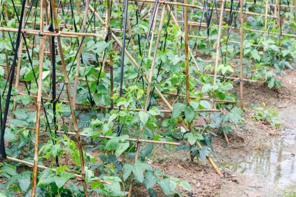 豆角开花到采摘所需时间，一般需要10天左右