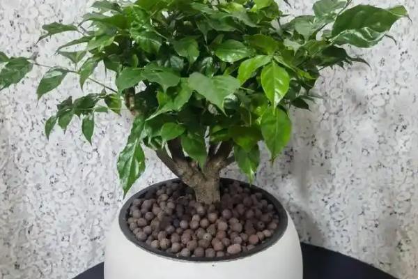 怎么使用土壤活化剂，可将其代替清水喷洒