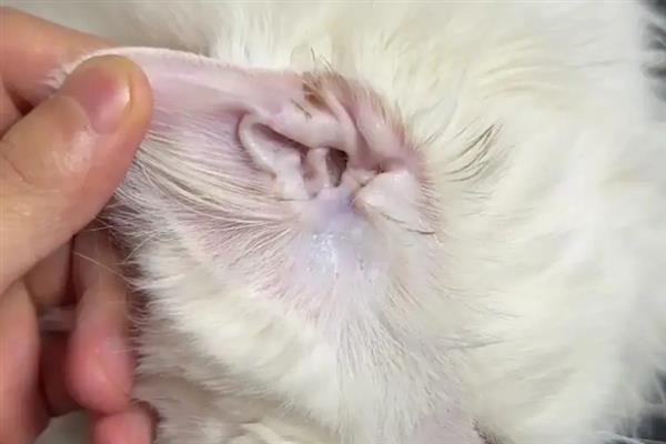 猫耳螨的症状，常常会不停的用爪子抓挠耳部