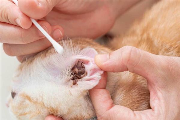 猫耳螨的症状，常常会不停的用爪子抓挠耳部