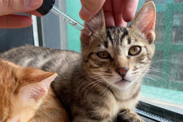 猫耳螨的症状，常常会不停的用爪子抓挠耳部