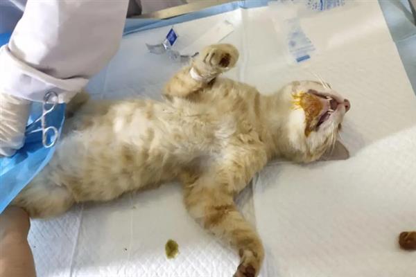 猫绝育时的注意事项，主人要好好安抚猫咪的情绪